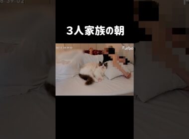 毎日一緒に寝てくれて幸せ！ #shorts #猫 #ラグドール #甘えん坊猫 #もふもふ #猫のいる暮らし