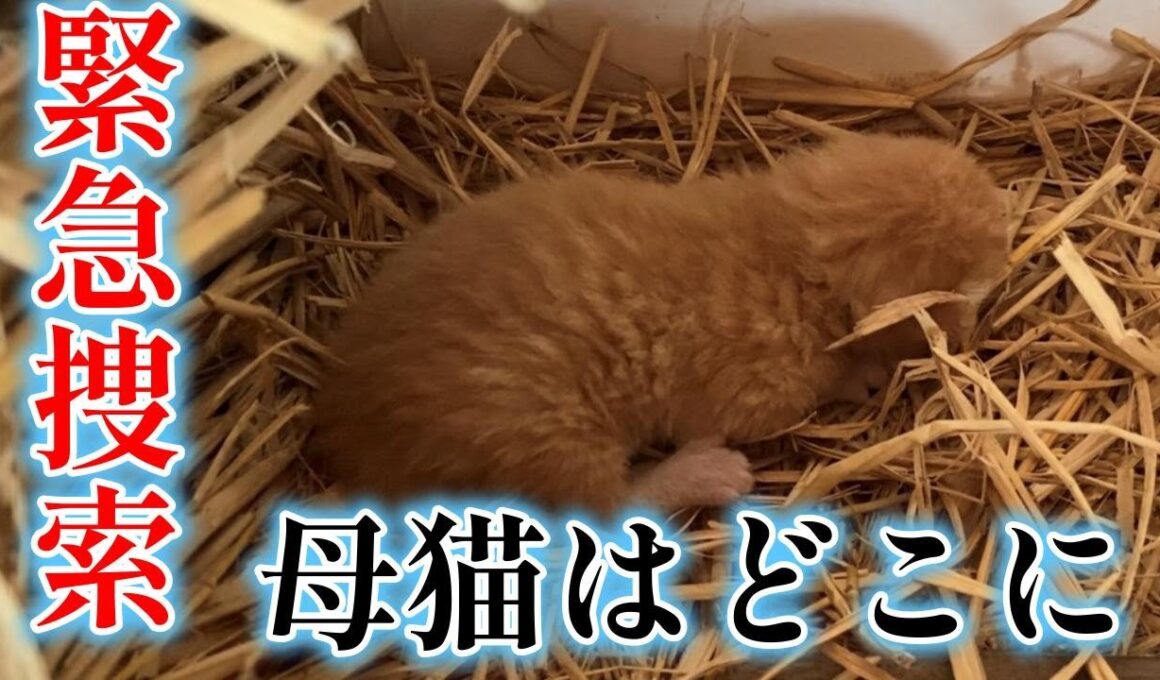 物置に置き去りにされた子猫家族を保護しました
