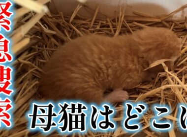 物置に置き去りにされた子猫家族を保護しました