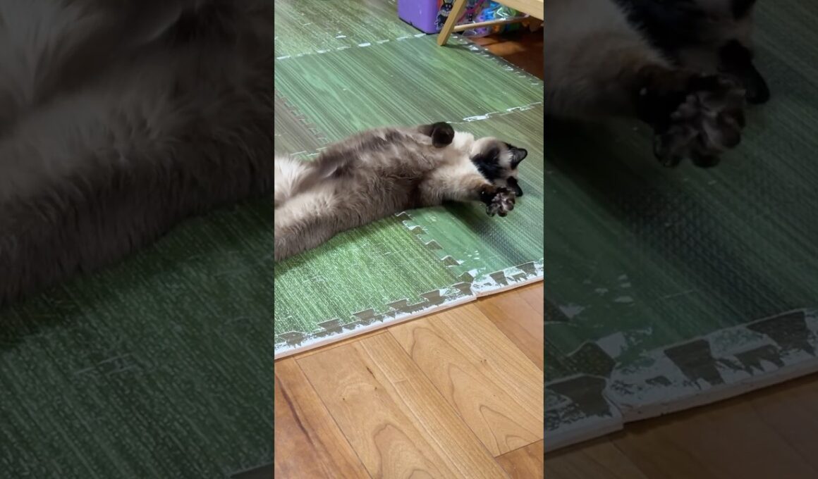 握手してほしいシャム猫のふくさん【たぬき猫】 #cat #しゃむねこ #猫のいる暮らし #猫好きさんと繋がりたい #ねこ #cutecat #cat2026年4月15日