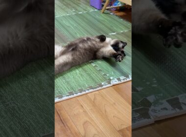 握手してほしいシャム猫のふくさん【たぬき猫】 #cat #しゃむねこ #猫のいる暮らし #猫好きさんと繋がりたい #ねこ #cutecat #cat2026年4月15日