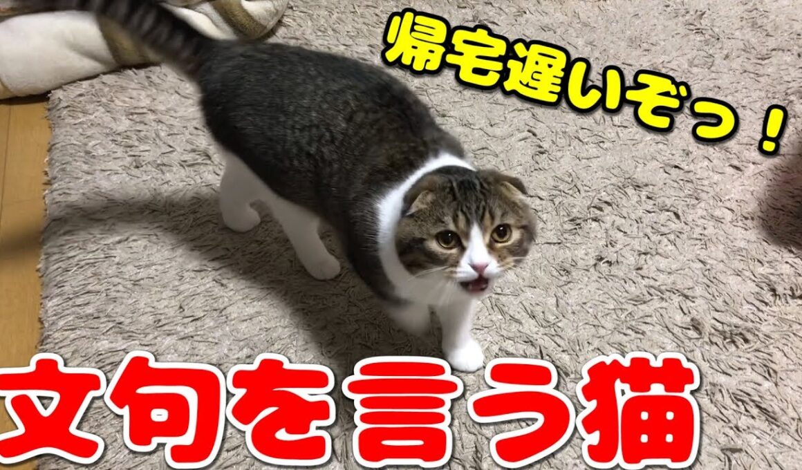 ママに文句を言う猫【スコティッシュフォールド】【Scottish Fold】