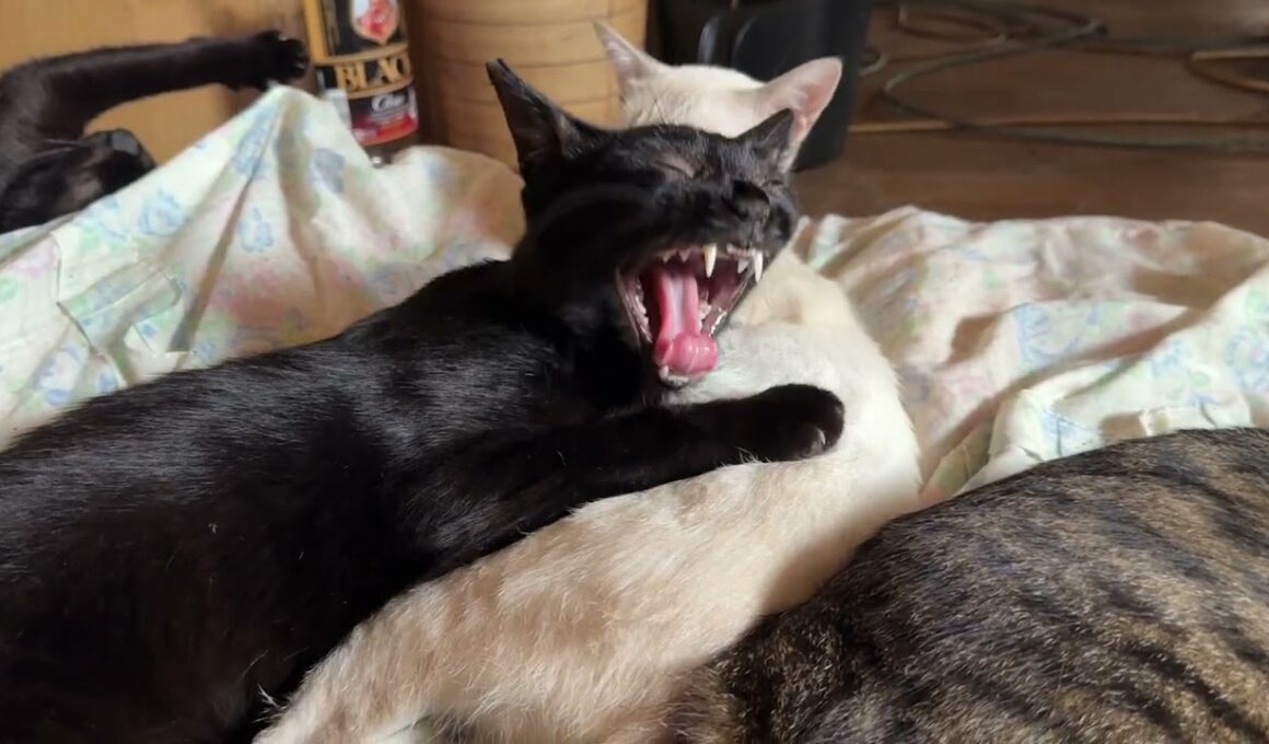 三毛猫ミックスに起こされたシャムの雫。抱いてた黒猫の黒夢に①