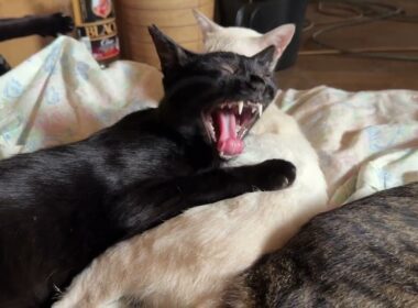 三毛猫ミックスに起こされたシャムの雫。抱いてた黒猫の黒夢に①