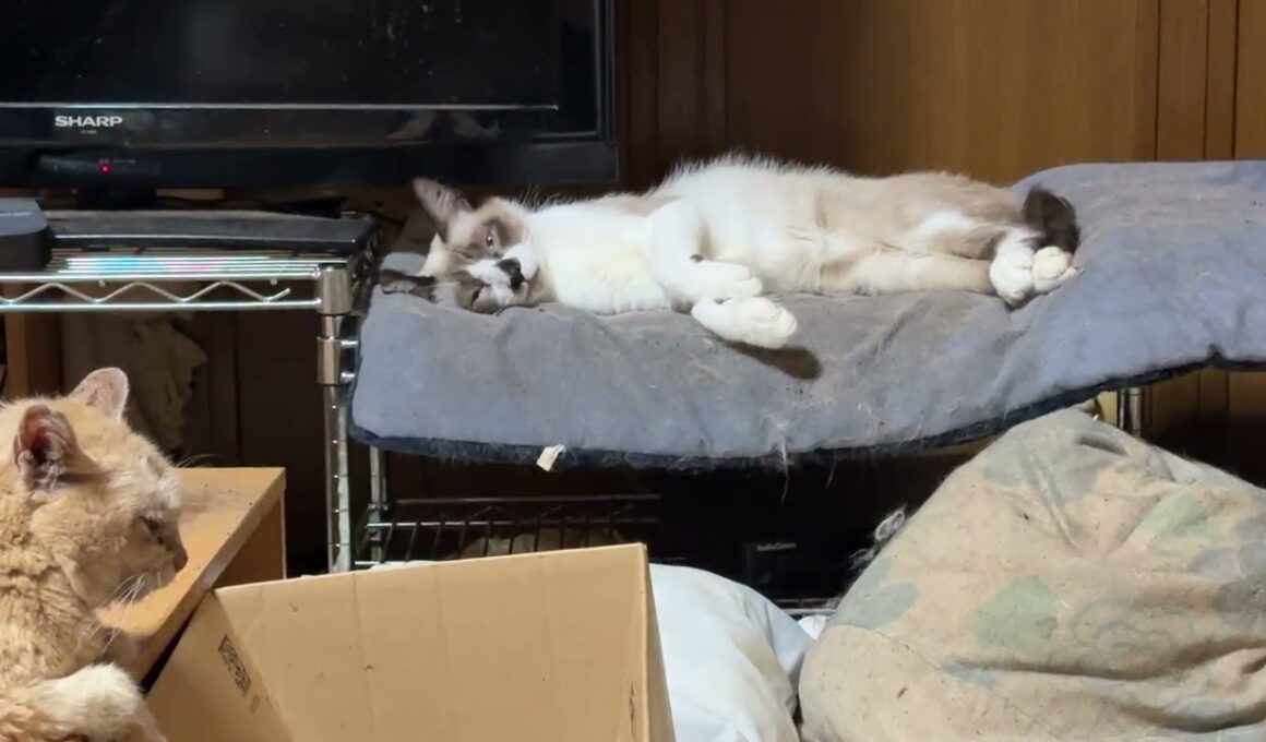 シャム猫のパンダ、長いマットで、ご機嫌に寝てるな。とミヌエットのクリーム①