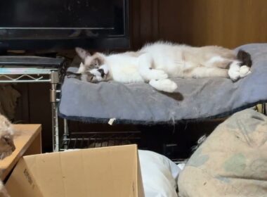 シャム猫のパンダ、長いマットで、ご機嫌に寝てるな。とミヌエットのクリーム①