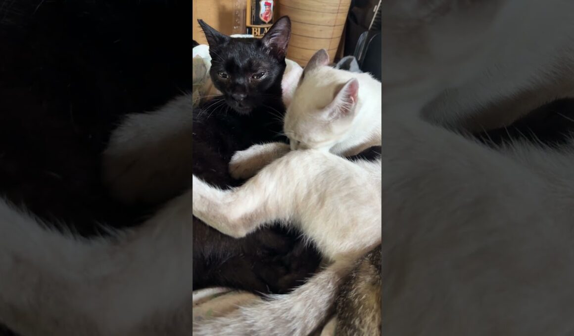 三毛猫ミックスに起こされたシャムの雫。抱いてた黒猫の黒夢に②　くー、ルル