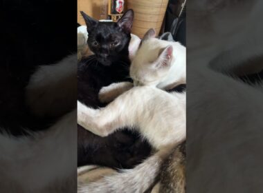 三毛猫ミックスに起こされたシャムの雫。抱いてた黒猫の黒夢に②　くー、ルル