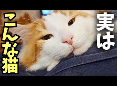 【実際の性格は？】北米猫メインクーンは極寒の環境化で生き抜いた世界最大の猫種