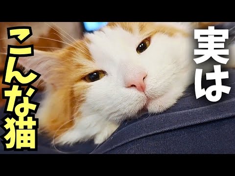 【実際の性格は？】北米猫メインクーンは極寒の環境化で生き抜いた世界最大の猫種