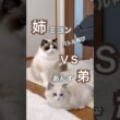 姉猫ミヨンVS弟猫あんずのバトル再び😳あんずはちょっとドジっ子です😂#ラグドール #猫好きさんと繋がりたい #猫のいる暮らし #子ネコ #ねこ動画