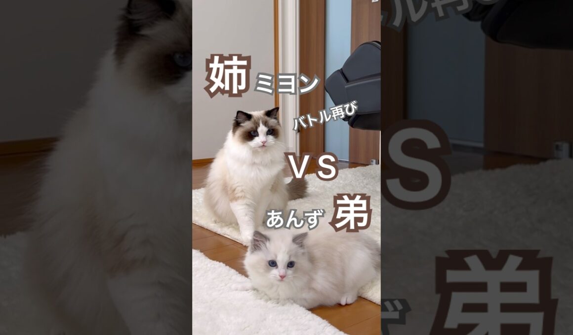 姉猫ミヨンVS弟猫あんずのバトル再び😳あんずはちょっとドジっ子です😂#ラグドール #猫好きさんと繋がりたい #猫のいる暮らし #子ネコ #ねこ動画