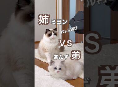 姉猫ミヨンVS弟猫あんずのバトル再び😳あんずはちょっとドジっ子です😂#ラグドール #猫好きさんと繋がりたい #猫のいる暮らし #子ネコ #ねこ動画