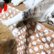 子猫みたいなイタズラ好きの姫猫が弟猫にお姉ちゃんらしく接してくれました