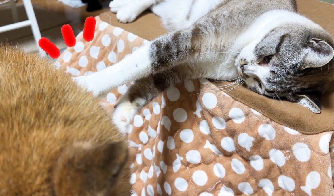 子猫みたいなイタズラ好きの姫猫が弟猫にお姉ちゃんらしく接してくれました