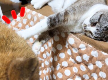 子猫みたいなイタズラ好きの姫猫が弟猫にお姉ちゃんらしく接してくれました