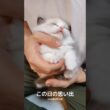 子猫すぎる時代🤦🏻‍♀️💘 #shorts #猫 #子猫 #ラグドール #甘えん坊猫 #猫のいる暮らし