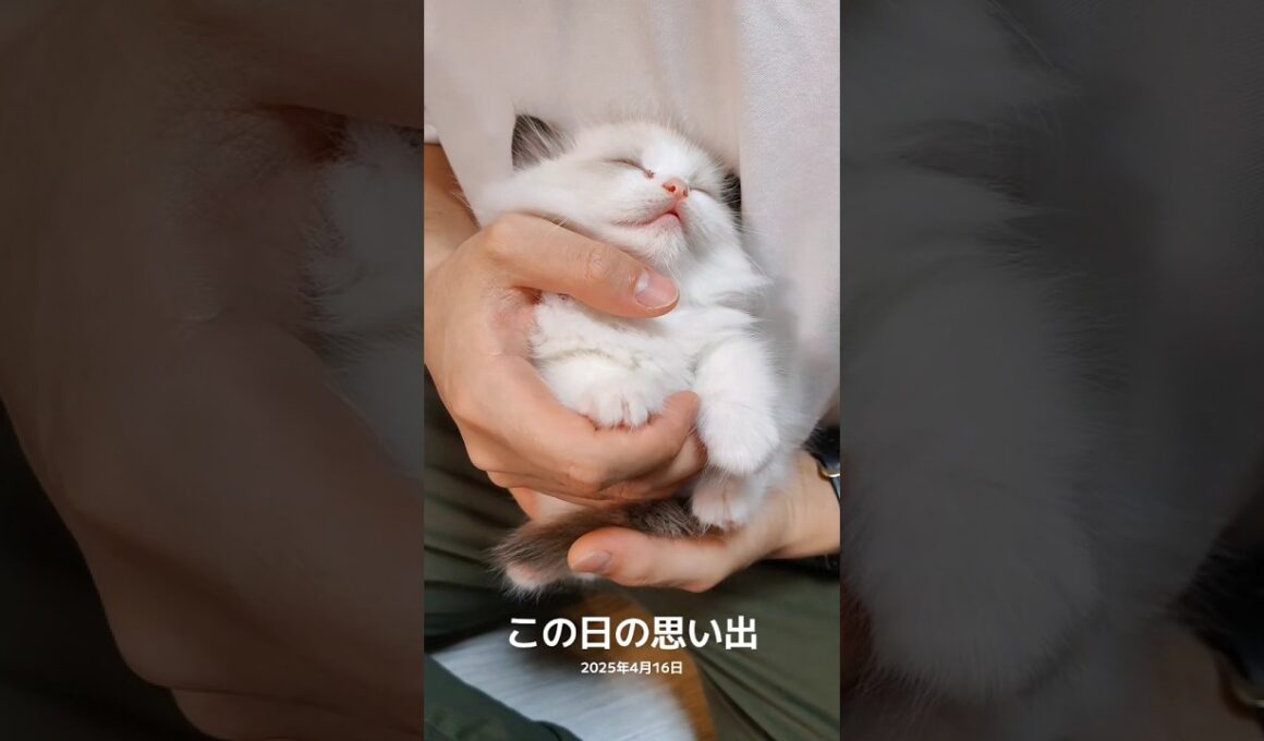 子猫すぎる時代🤦🏻‍♀️💘 #shorts #猫 #子猫 #ラグドール #甘えん坊猫 #猫のいる暮らし