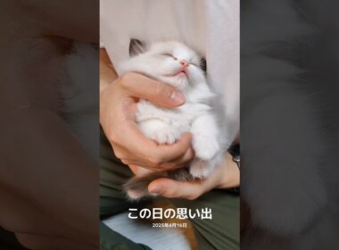 子猫すぎる時代🤦🏻‍♀️💘 #shorts #猫 #子猫 #ラグドール #甘えん坊猫 #猫のいる暮らし