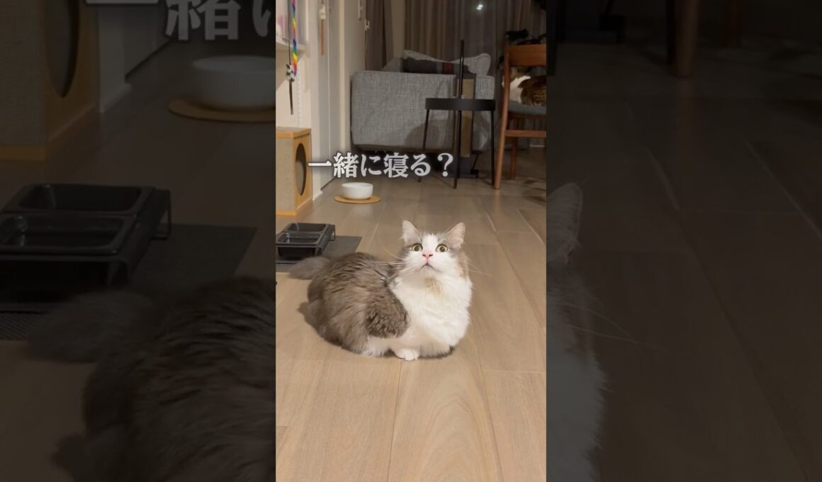 一緒に寝ようと誘ってみた【マンチカンしらす】