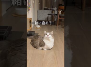 一緒に寝ようと誘ってみた【マンチカンしらす】