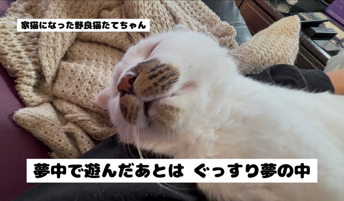 【野良猫が家猫になった後】楽しい物を見つけるのが上手な たてちゃん。今や これが家中に転がってます…。