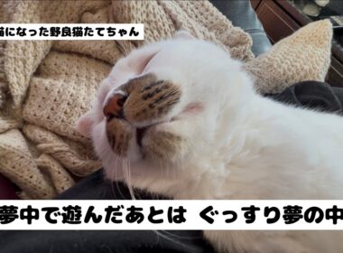 【野良猫が家猫になった後】楽しい物を見つけるのが上手な たてちゃん。今や これが家中に転がってます…。