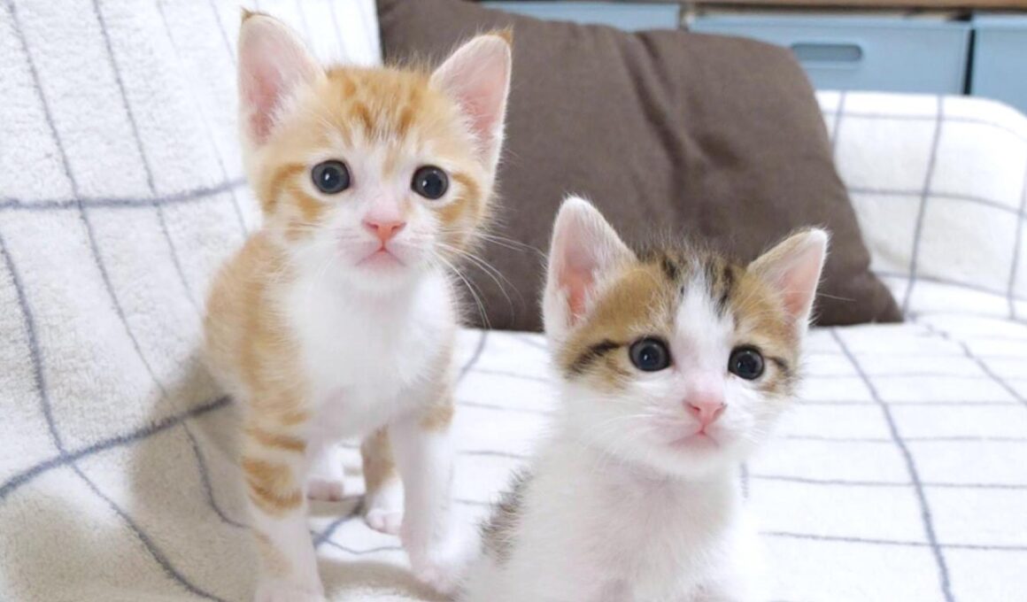 子猫たちがくるくるピョンピョン走り回って楽しそう【赤ちゃん猫　保護猫】