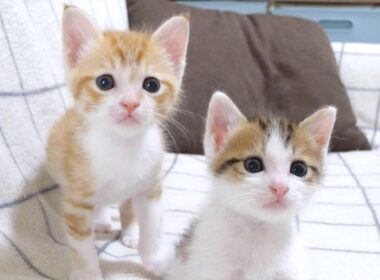 子猫たちがくるくるピョンピョン走り回って楽しそう【赤ちゃん猫　保護猫】