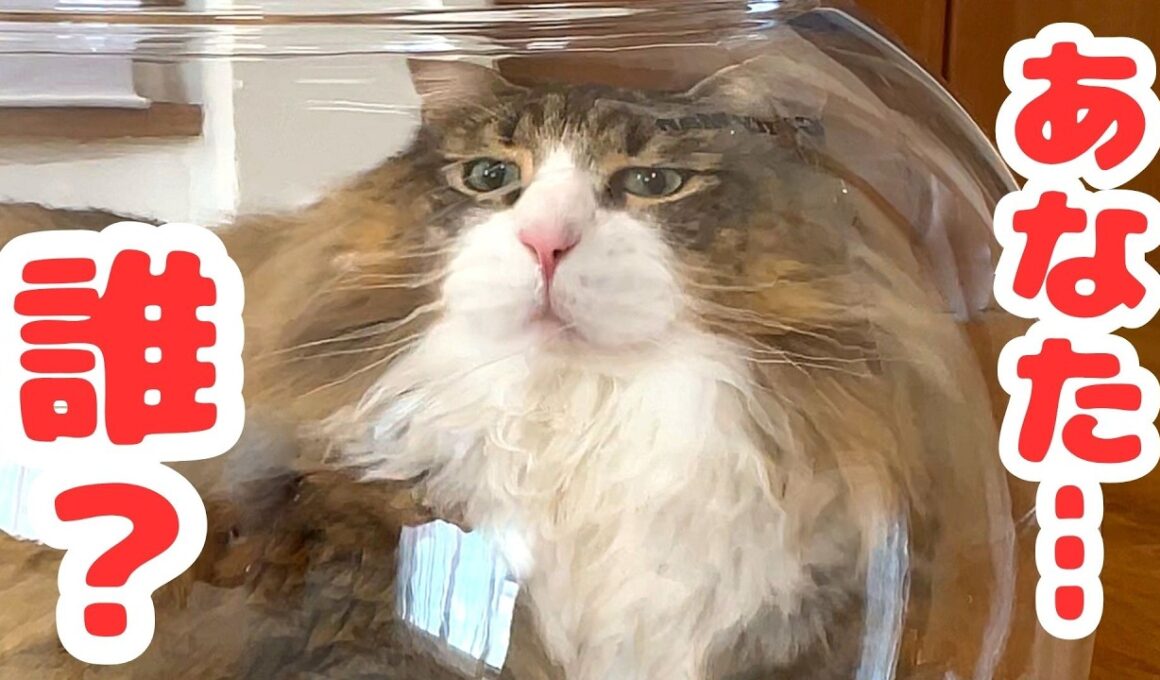 猫ちゃんの変顔が可愛すぎるので見てください(癒し)