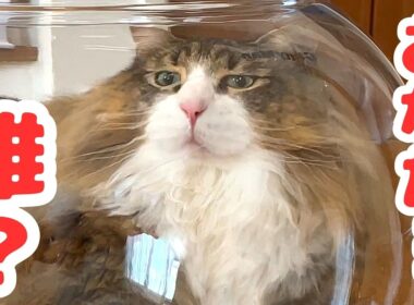 猫ちゃんの変顔が可愛すぎるので見てください(癒し)