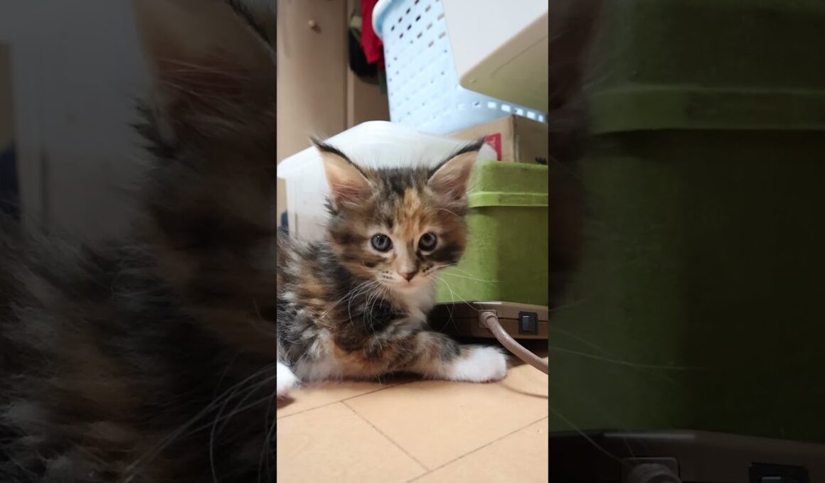 生後41日メインクーン赤ちゃんの柑奈ちゃん