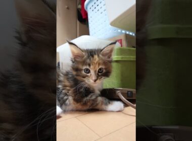 生後41日メインクーン赤ちゃんの柑奈ちゃん