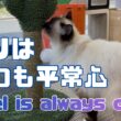 バーマン猫ウリ【ウリはいつも平常心】Uriel is always calm（バーマン猫）Birman/Cat
