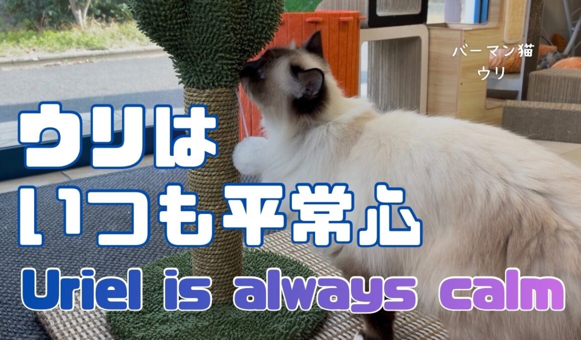 バーマン猫ウリ【ウリはいつも平常心】Uriel is always calm（バーマン猫）Birman/Cat