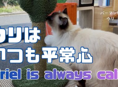 バーマン猫ウリ【ウリはいつも平常心】Uriel is always calm（バーマン猫）Birman/Cat