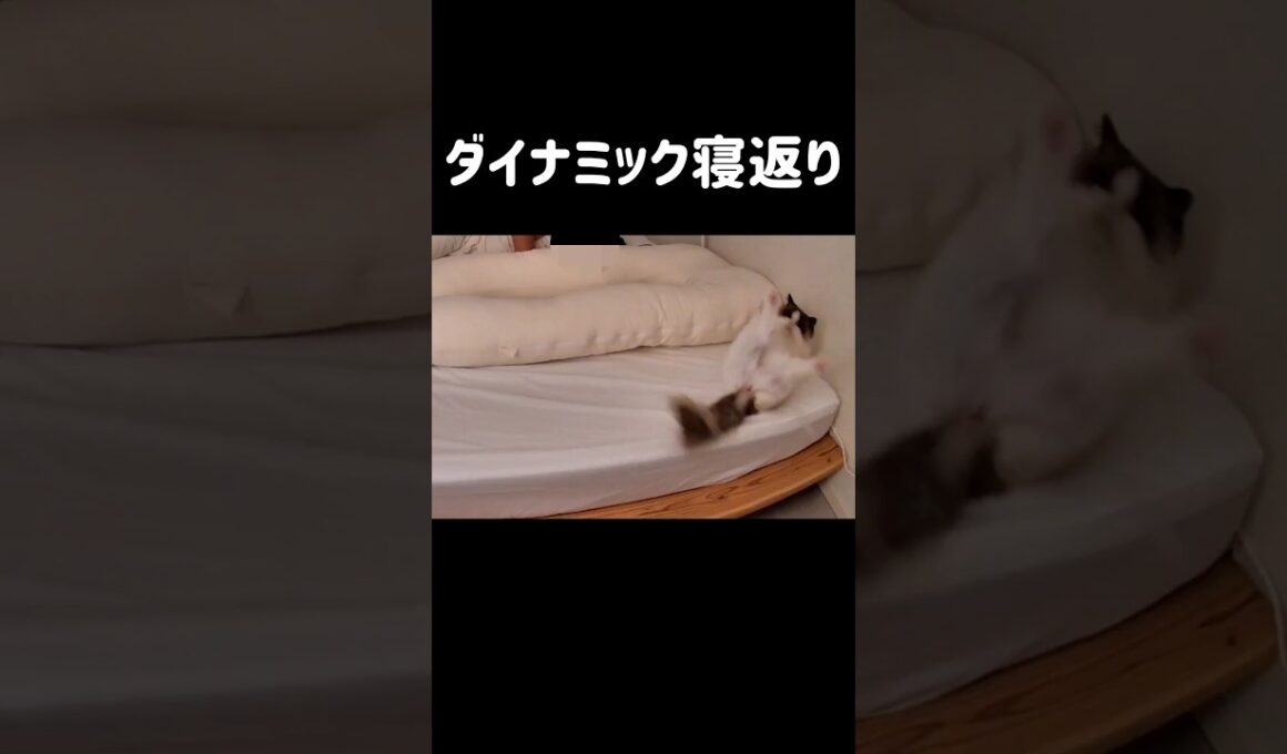 いつもはこのまま落っこちる🤦🏻‍♀️#shorts #猫 #ラグドール #甘えん坊猫 #もふもふ #猫のいる暮らし