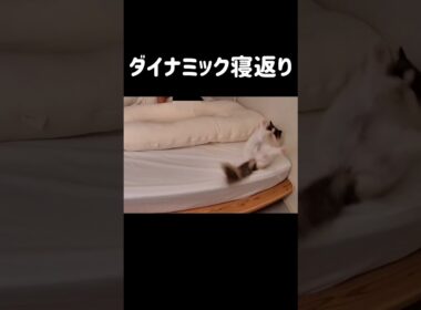 いつもはこのまま落っこちる🤦🏻‍♀️#shorts #猫 #ラグドール #甘えん坊猫 #もふもふ #猫のいる暮らし