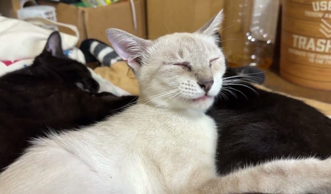 黒猫の黒夢に抱きつくシャム雫に、黒猫くーが。最後、パズルに