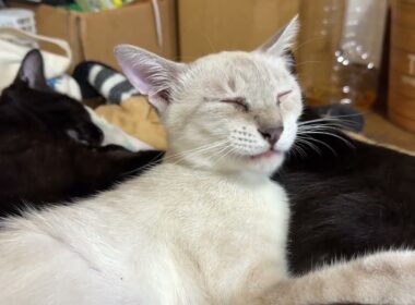 黒猫の黒夢に抱きつくシャム雫に、黒猫くーが。最後、パズルに