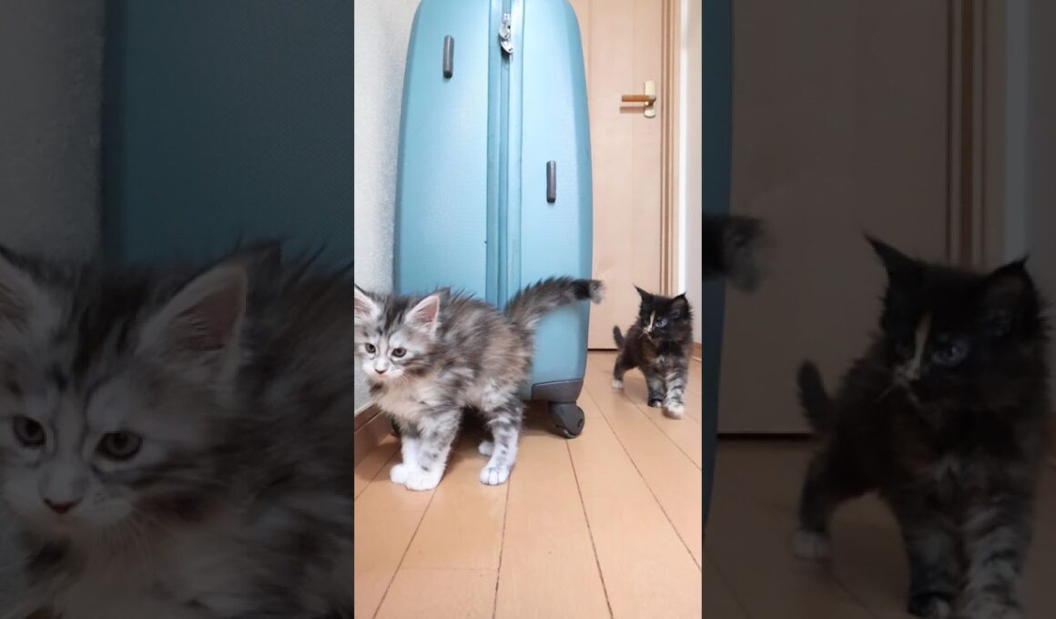 メインクーンの赤ちゃんたち外に出始めたよ