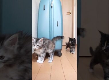 メインクーンの赤ちゃんたち外に出始めたよ