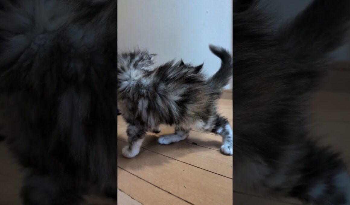 メインクーンの赤ちゃんたち外に出始めたよ