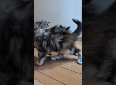 メインクーンの赤ちゃんたち外に出始めたよ