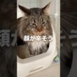 飼主に似て便秘になるメインクーン #cat #猫のいる暮らし #猫動画 #shorts