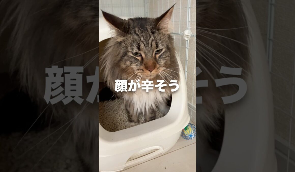 飼主に似て便秘になるメインクーン #cat #猫のいる暮らし #猫動画 #shorts