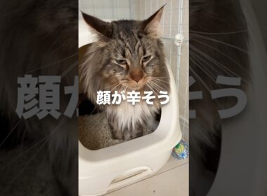 飼主に似て便秘になるメインクーン #cat #猫のいる暮らし #猫動画 #shorts