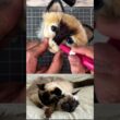 【超リアル】本物の猫と並べてみたら…激似すぎて二度見不可避！ #バーマン #handmade