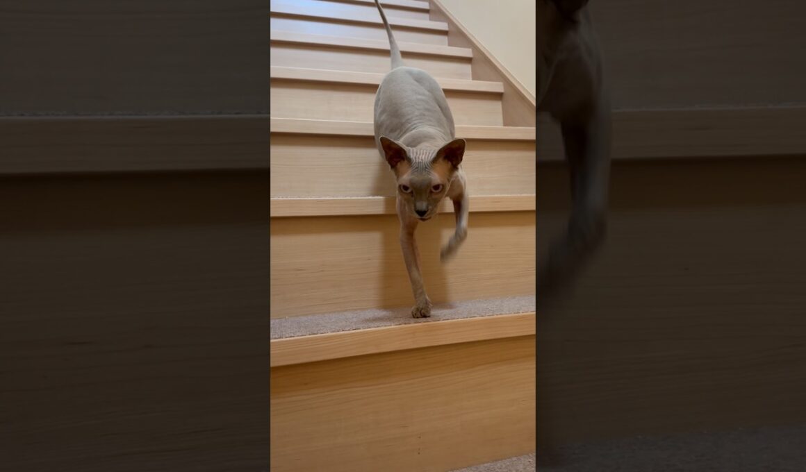 5日ぶりにママと再会！鳴きまくる猫スルタン【スフィンクス】