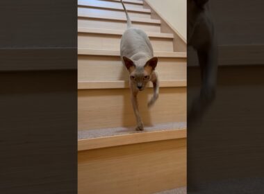 5日ぶりにママと再会！鳴きまくる猫スルタン【スフィンクス】